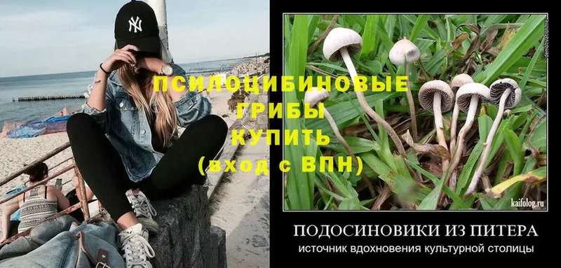 дарнет шоп  OMG вход  Галлюциногенные грибы Psilocybine cubensis  Нерчинск 